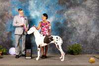 Great Dane #18 Thur BOS Judge Darryl Vice
