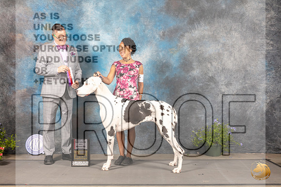 Great Dane #18 Thur BOS Judge Darryl Vice_MJ_0002_SA_2022_HR3