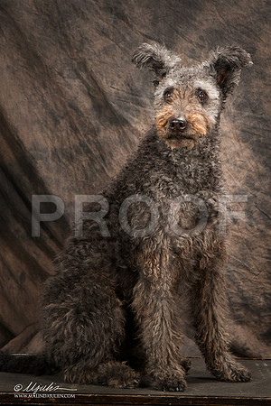 _ST_3950-Pumi-HR3