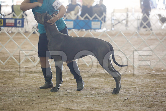 Dane-7865-HstnNov13-HR