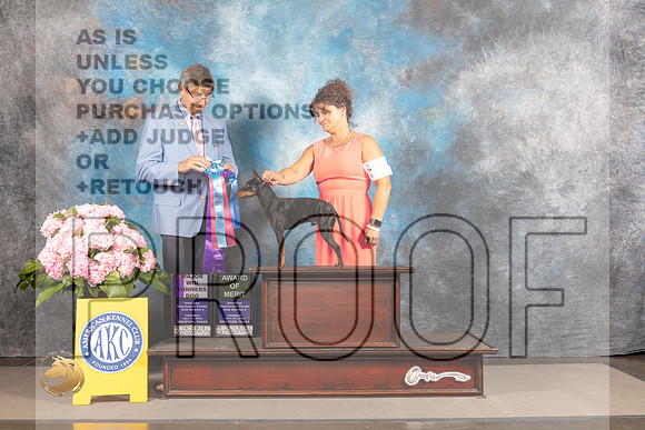 Manchester Terrier Toy #17 THUR WD AOM Major Judge Richard Powell_MJ_4390_Houston_2022_HR3