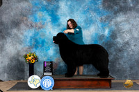 Newfoundland #5 Sat OHG1 Judge Judy Wade