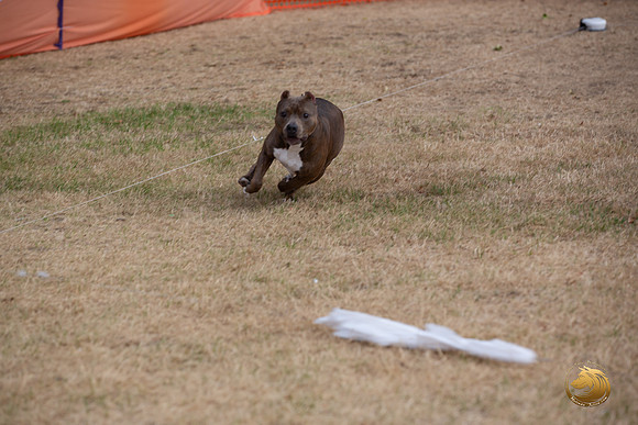 American Pittbull Terrier Percision Coursing Sat Longview WA 2024_JJL_3731_Longview WA_2024_HR3