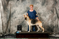German Shepherd Dog #? Sat Ch of Ch Tina Lancaster
