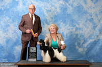Spaniel Cocker Parti Color #10 Sat BOV Marilyn Brinker Judge Mr Edd Embry Bivin