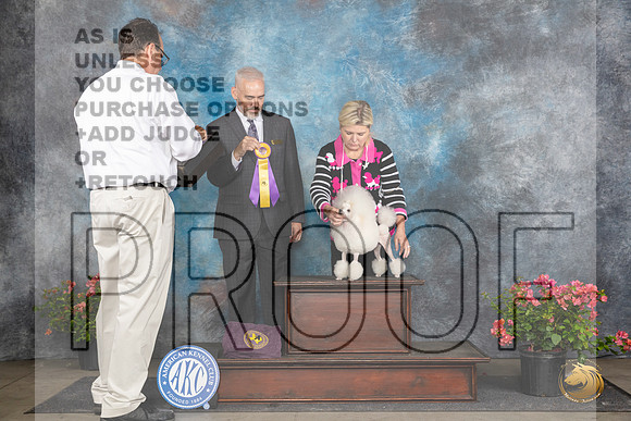 Poodle Toy #14 Fri BOB Judge Dale Martenson__JP_4282_San Antonio_2024_HR3