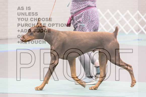 Doberman Pinscher Rings Sat_JJL_8167_UKCLNGVIEWOCT2024_2024_HR3