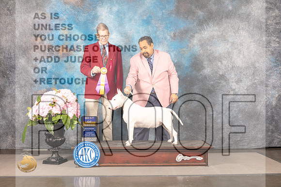 Bull Terrier White #? SUN BOB Judge Gene Hains_MJ_7563_Houston_2022_HR3