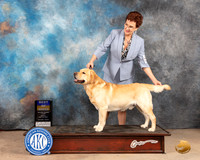 Labrador Retriever #11 Fri BOB Judge Peggy McIlwaine r