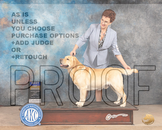 Labrador Retriever #11 Fri BOB Judge Peggy McIlwaine r-MMJ_3662-Abilene2022-HR3