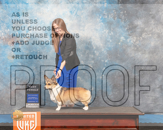 Pembroke Welsh Corgi #204 Sat1 BF Judge Pam Moore_MMJ_6462_Addison2022_HR3