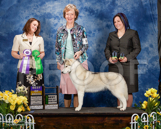 _ST_4120-AddisonHuskyMar2015-HR3