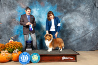 Shetland Sheepdog #15 Sat BOW Judge Lloyd Graser