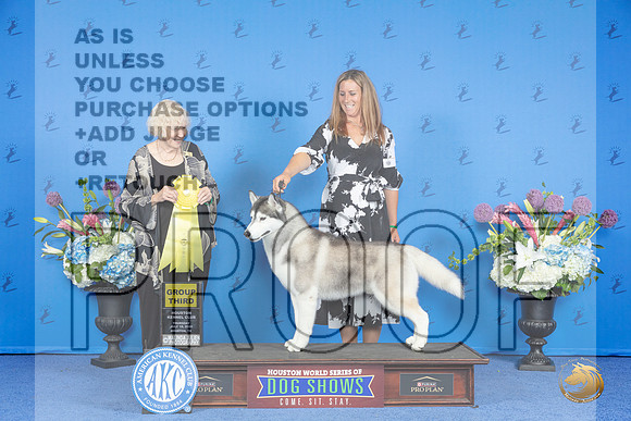 Siberian Husky #9 THUR G3 Judge Nancy Liebes__JP_8479_Houston_2024_HR3