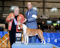 American Staffordshire Terrier #24 Sat WB Maj