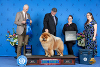 Chow Chow #5 THUR G1 Judge Jon Cole