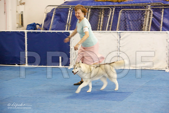 _M3_1638-AddisonHuskyMar2015-HR3