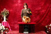 Pomeranian Sun S1 New Int'l Ch Bridget McDonald +J-2