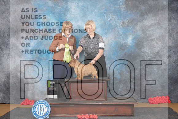 Norwich Terrier #6 Sat OHRBIS Judge Jane Engemann__JP_0261_Sulphur Springs_2024_HR3