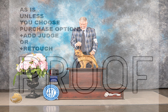 Norwich Terrier #15 Sun WBBOW Judge Steve Keating_MJ_7660_Houston_2022_HR3