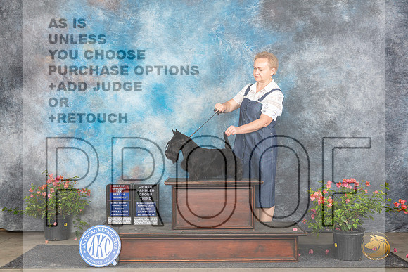Scottish Terrier # Fri BOS Judge Karen McFarlane Sun OHG3 Judge Karen McFarlane__JP_6236_San Antonio_2024_HR3