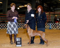 Rhodesian Ridgeback #36 Sat BOW New Ch