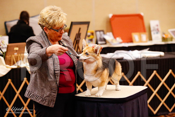 _JJ_8780-HstnCorgiFeb2015-HR3