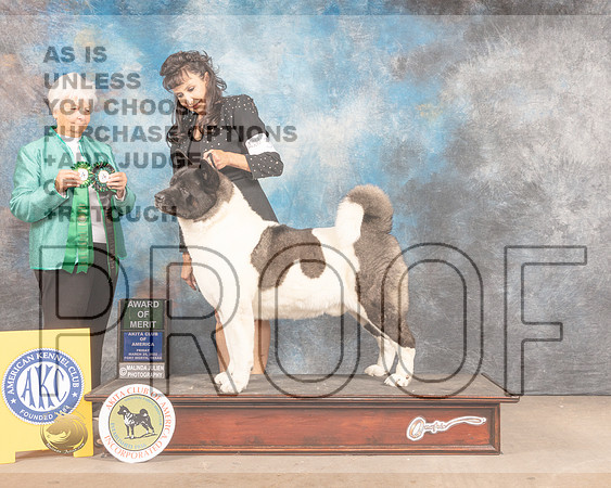 Akita #33 Fri AOMBVet Judge Gloria Kerr-MMJ_7315-FW2022-HR3