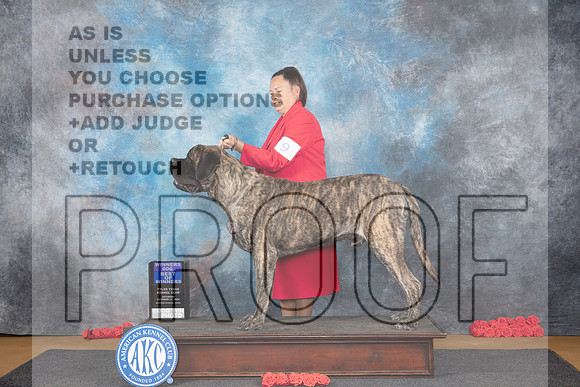 Mastiff #9 Sat WDBOS Judge Beth Downey__JP_0041_Sulphur Springs_2024_HR3