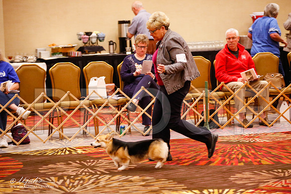 _JJ_0007-HstnCorgiFeb2015-HR3