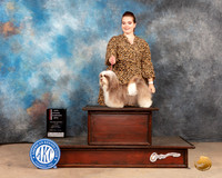 Havanese #24 Sat BOSGCh Judge Peggy McIlwaine
