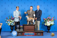 Italian Greyhound #16 SAY WB BOW BOB NC M Judge Douglas Johnson