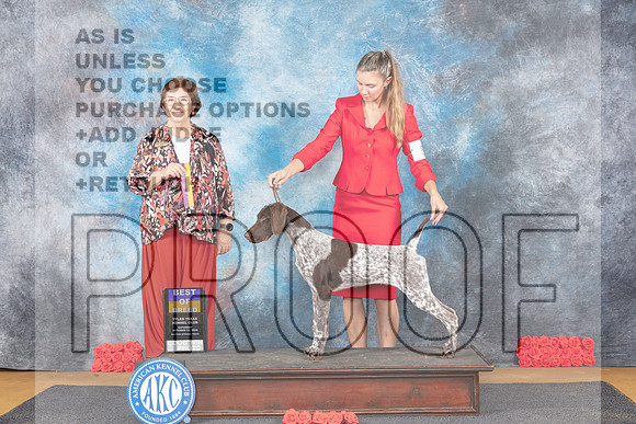 German Shorthaired Pointer #5 Sat BOB Judge Nikki Riggsbee-_JP_0059e_SulphurSprings_2024-HR3
