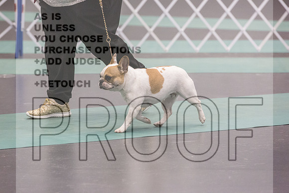 French Bulldog Sat Ring 2_JJL_0639_UKCLNGVIEWOCT2024_2024_HR3