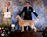 English Setter #12 Fri BOS Best Vet