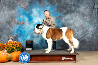 St Bernard #11 Sun BOSCh custom