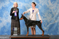 Doberman Pinscher #6 Sat WB Heinemann Sarah DMV & Laura Jones Judge Mrs Nancy D Simmons