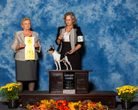Toy Fox Terriers #5 Sun G3 Bellamy W Eugene Jr Agent Jon Rawleigh Judge Mrs Rita Holloway