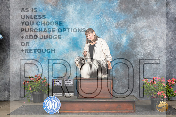 Havanese #5 BOBMGCH No Judge Laura Gibson__JP_5547_San Antonio_2024_HR3