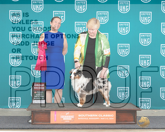 Miniature American Shepherd #711 Sun G2 Judge Tina Camp-_JP_6601e_Batesville_2024-HR3