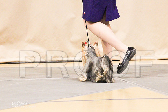 Yorkie-0938LR
