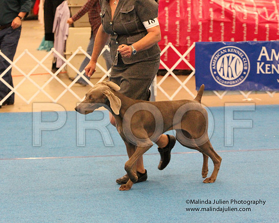 Weim-0810