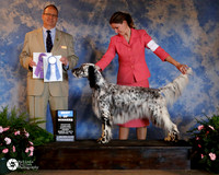 English Setter #6 Fri BOW +A1