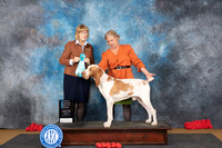 Bracchi Italiani #7 Sat OHBIS Judge Jane Engemann