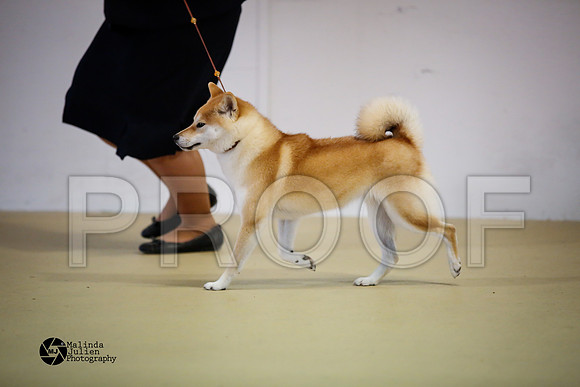 shib-9170-HtoJan14-HR
