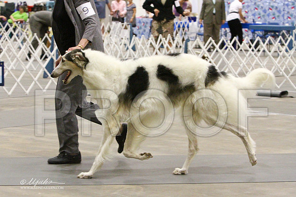 Borzoi-2378LR