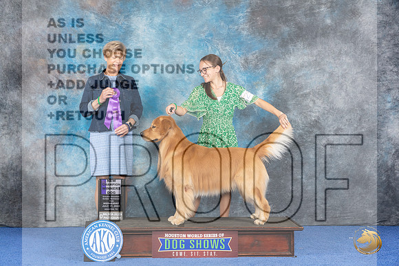 Golden Retriever #25 WED WD NC Judge Ellen Hardin__JP_6914_Houston_2024_HR3