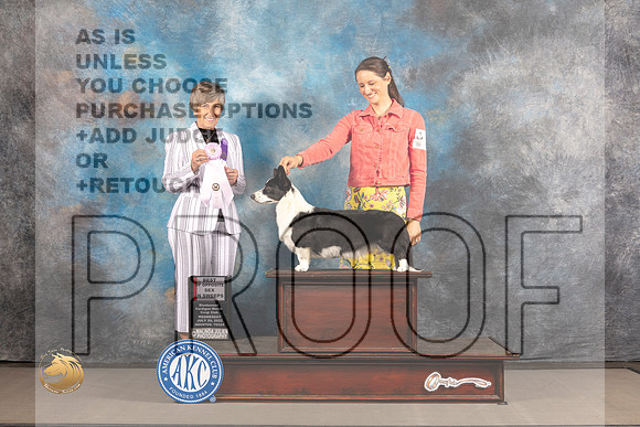 Cardigan Welsh Corgi #26 WED BOPISweeps Judge George Ann Kuettle_MJ_2004_Houston_2022_HR3