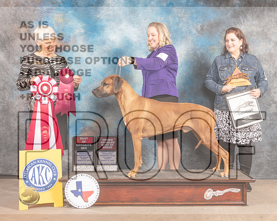 Rhodesian Ridgeback #9 Fri BOS Judge Pluis Davern-MMJ_7185-FW2022-HR3