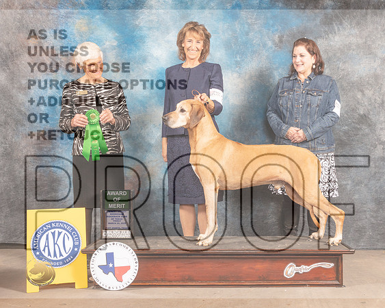 Rhodesian Ridgeback #23 Fri AOM Judge Pluis Davern-MMJ_7205-FW2022-HR3